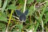 Cupido minimus